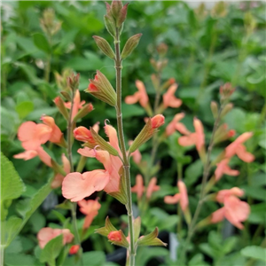 Salvia X Jamenisi 'California Sunset'